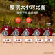 Dalian Meizao cherry gift box