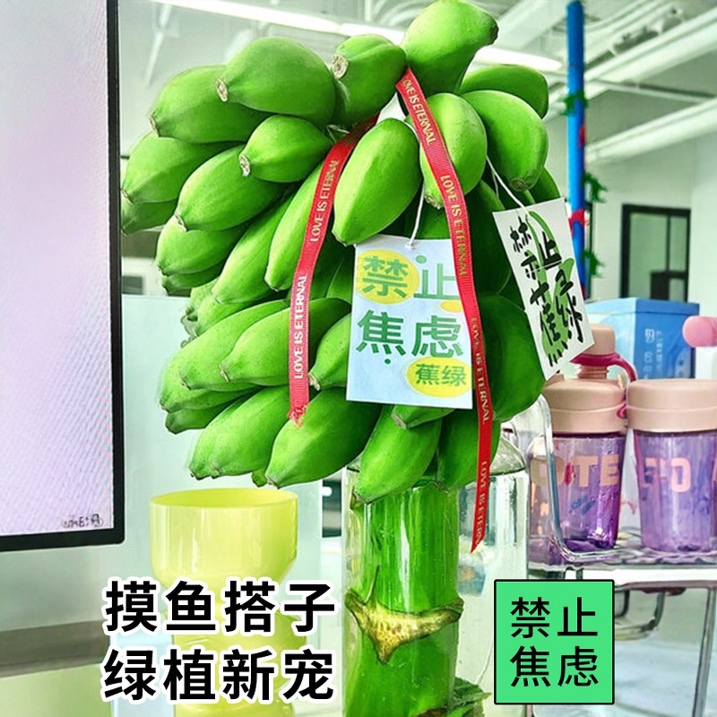 整串禁止蕉绿水培香蕉拒绝焦虑办公室芭蕉桌面静止焦绿小米蕉苹果,淘宝优惠券,粉丝福利购,淘宝优惠卷