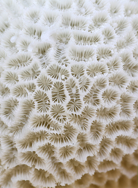 台湾仿真珊瑚摆件工艺品