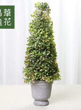 植物绿植晶华黄杨饰品绿植盆栽