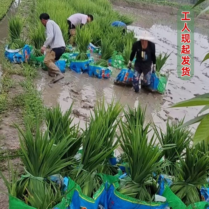 黄菖蒲黄花莺尾水生花卉水草挺水生植物鱼塘池塘绿化植物水培 - 图3