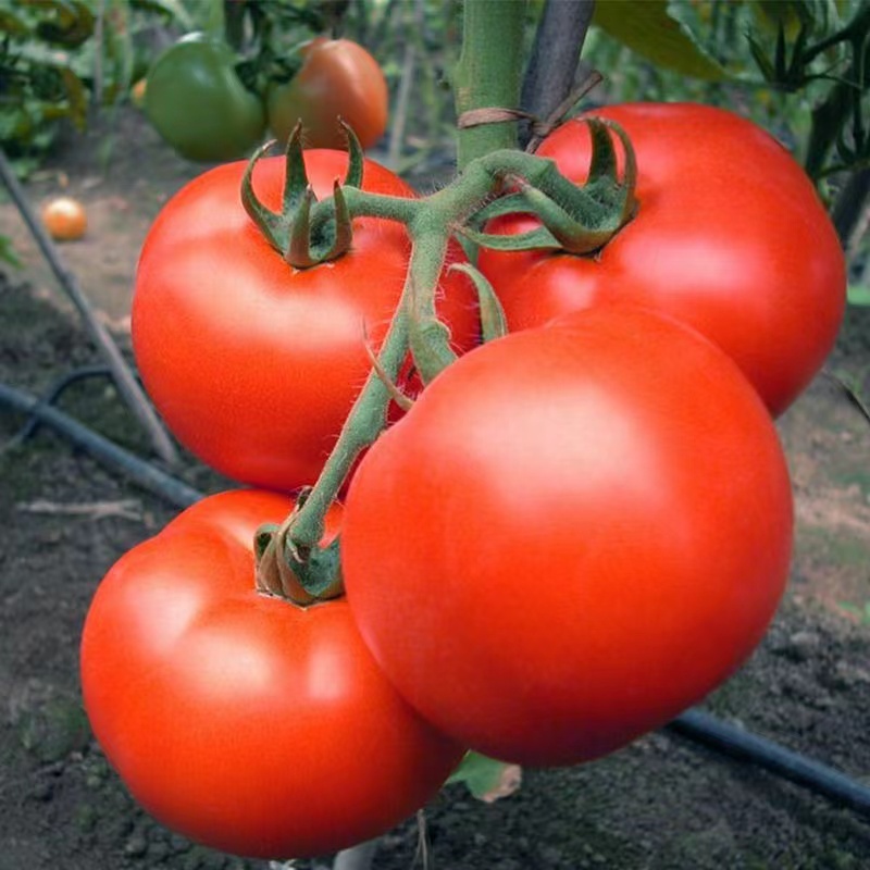 大红番茄种苗超甜超大红果大西红柿种子高温蔬菜瓜果种籽-图1