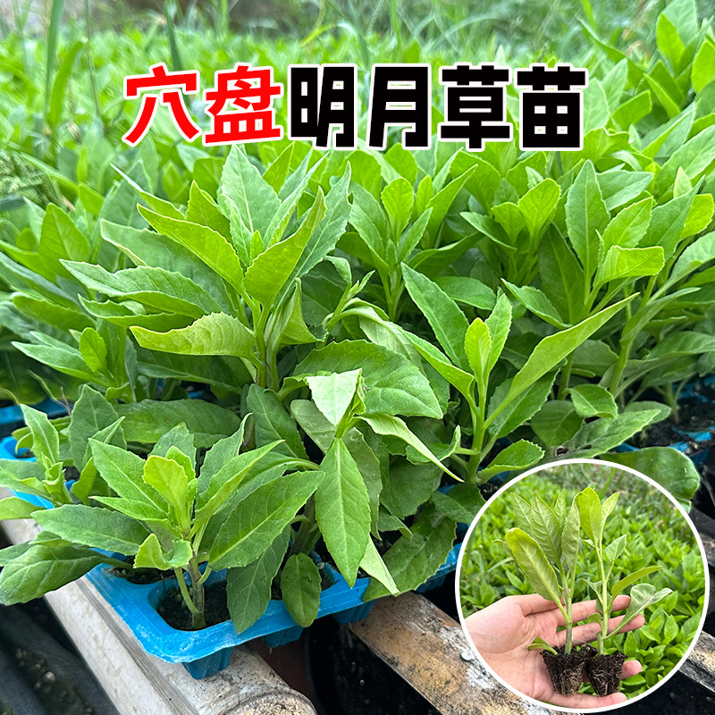 明月草苗盆栽降糖草种苗可食用白背菜神仙草蔬菜种植白子菜鸡毛草 - 图1