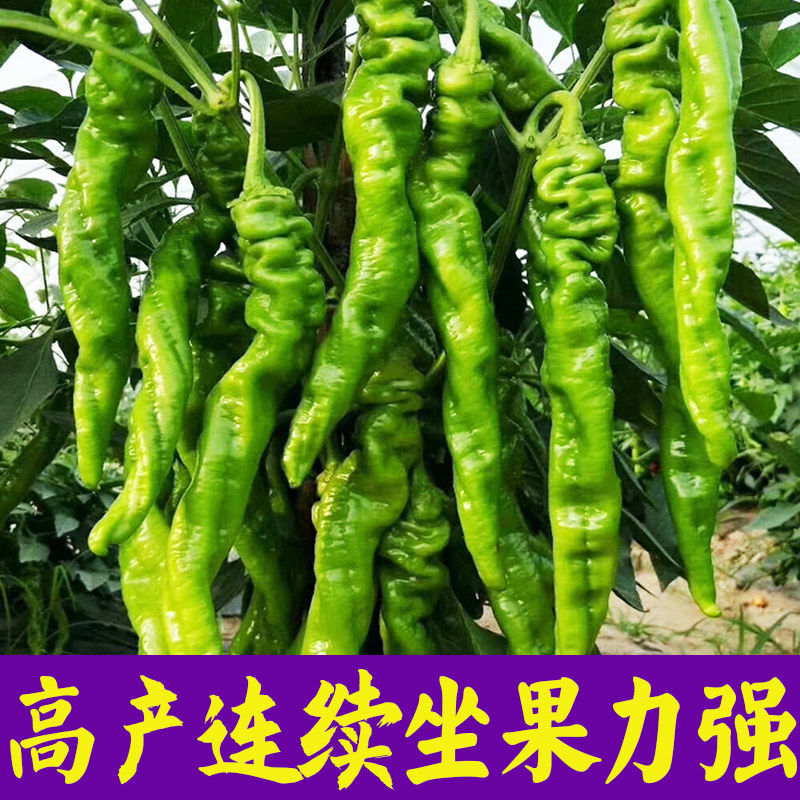 微辣螺丝辣椒苗子种子秧苗菜四季种植食用蔬菜子孑籽种盆栽种籽 - 图0