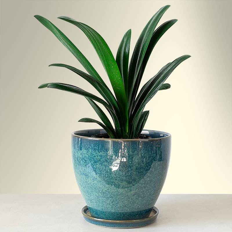 创意加厚陶瓷花盆大码特大号带托盘盆栽多肉绿植吊兰个性阳台花盆,淘宝优惠券,粉丝福利购,淘宝优惠卷