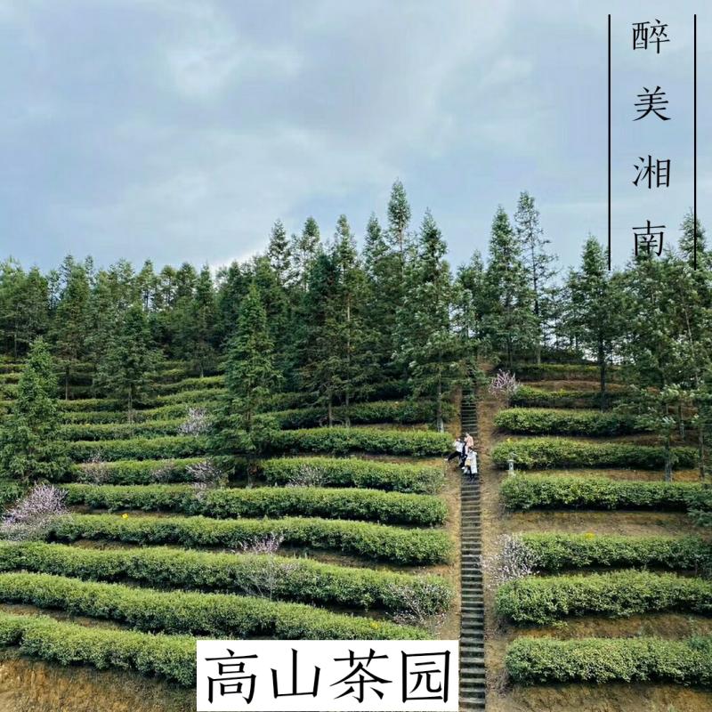 桂东玲珑茶高山绿茶云雾茶桂东桥头玲珑口粮茶叶郴州特产200g包邮