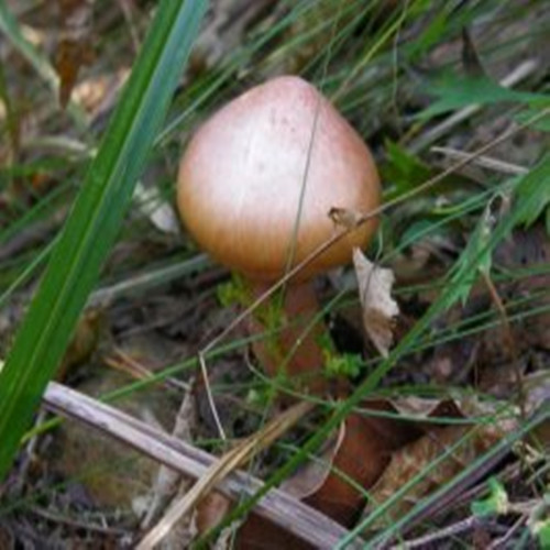 东北特产红蘑 野生红蘑菇干货 松树伞松蘑菇肉蘑钉菌250g全国包邮 - 图1