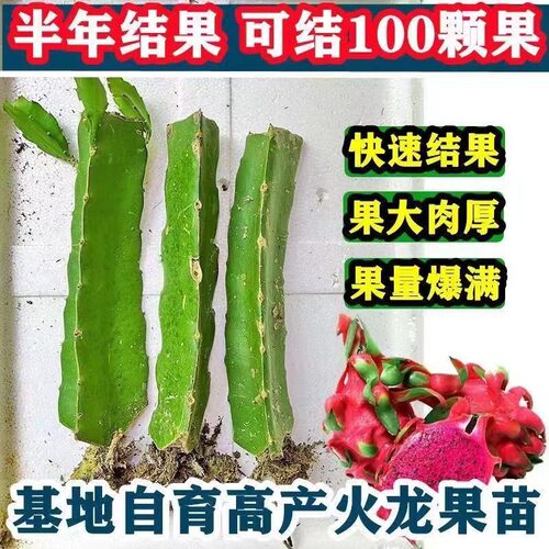 红心火龙果树苗家庭阳台庭院四季南北种植盆栽水果种苗当年结果 - 图3