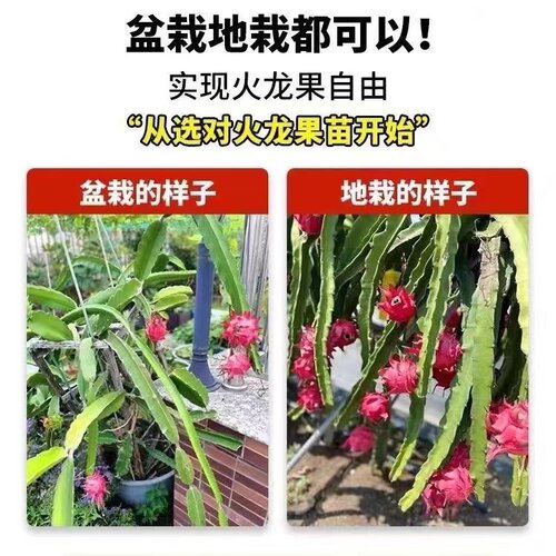 红心火龙果树苗家庭阳台庭院四季南北种植盆栽水果种苗当年结果 - 图1