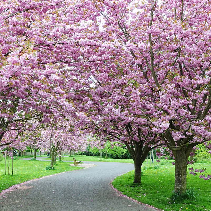 日本樱花树苗樱花大苗南北方庭院地栽盆栽花树园林植物风景树 - 图1