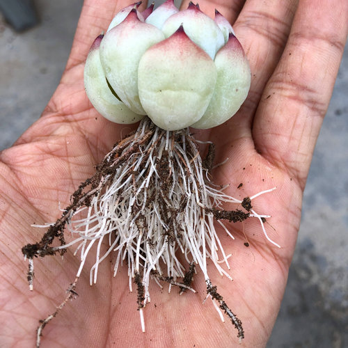 多肉植物用土营养种植工具进口泥炭土铺面石陶粒生根肥料38包邮 - 图2