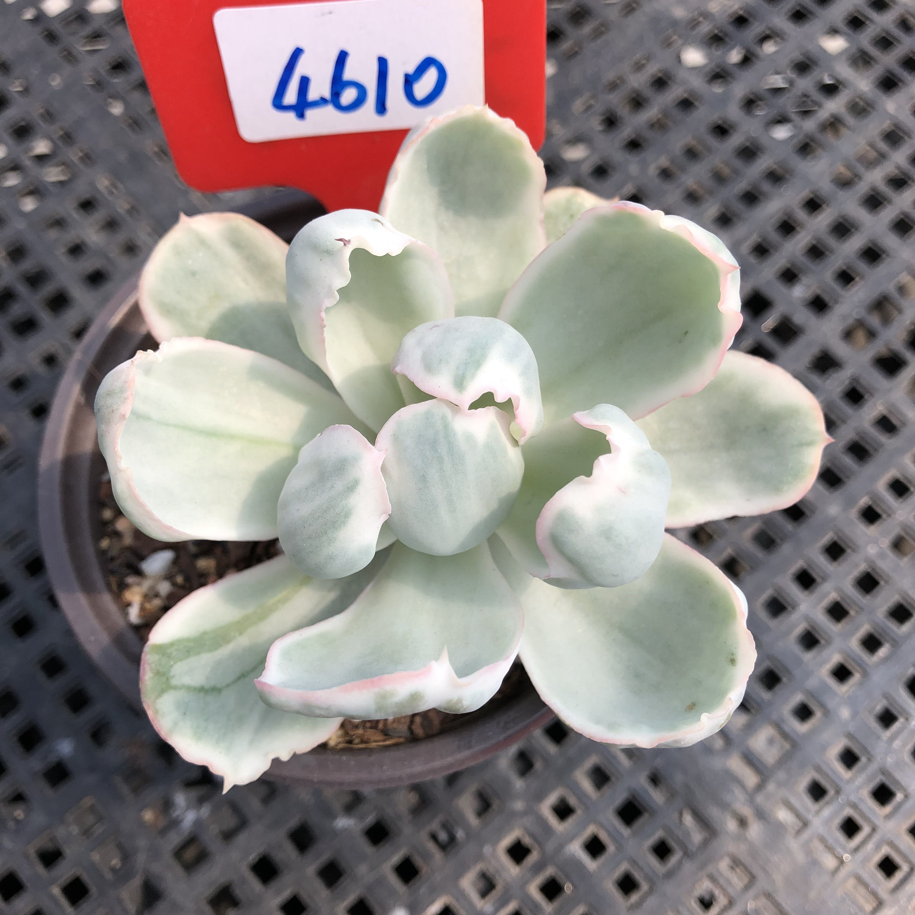 伯克利锦一物一拍多肉植物整群生单多头花卉盆栽红冰边肉肉老桩,淘宝优惠券,粉丝福利购,淘宝优惠卷