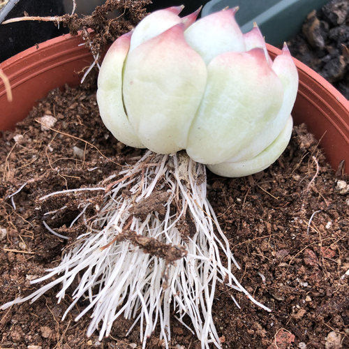 多肉植物用土营养种植工具进口泥炭土铺面石陶粒生根肥料38包邮 - 图0