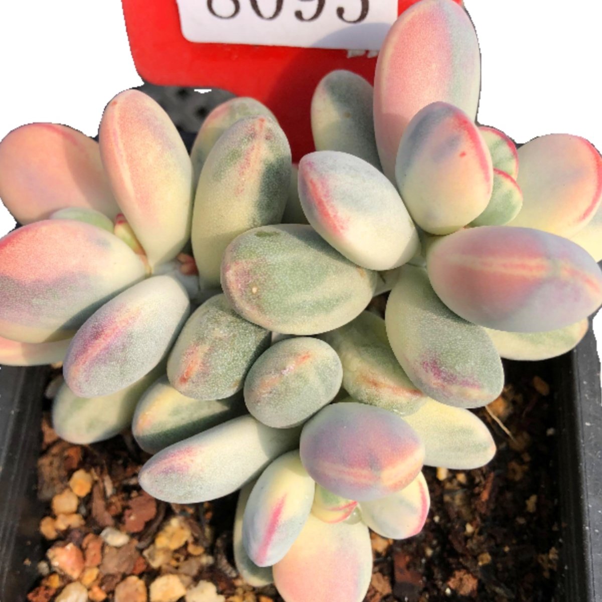 乒乓福娘锦一物一拍覆轮西瓜全锦群生多头粉色高老桩多肉植物实拍,淘宝优惠券,粉丝福利购,淘宝优惠卷