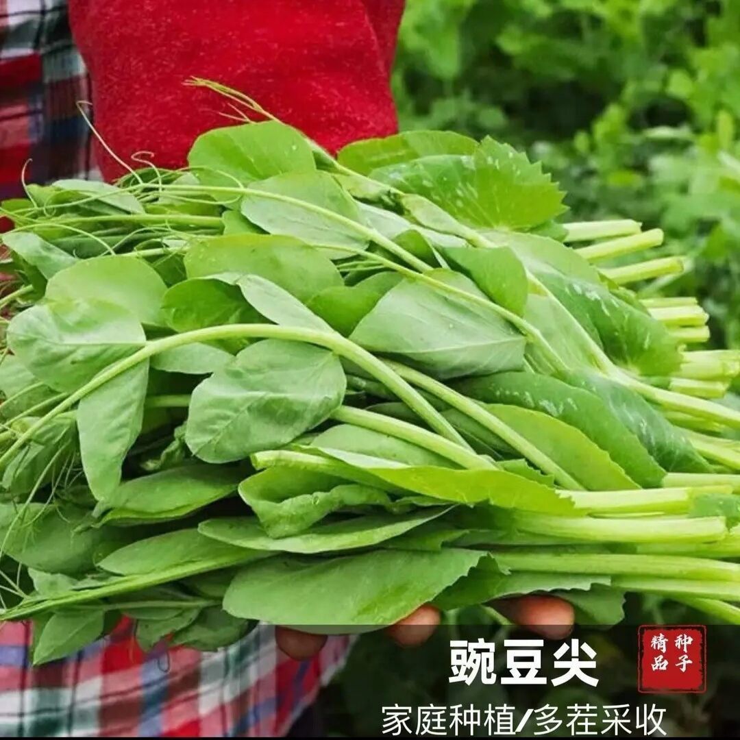 豌豆尖种子专吃叶豌豆苗种籽新品可连续多次采收无须豌豆四季蔬菜
