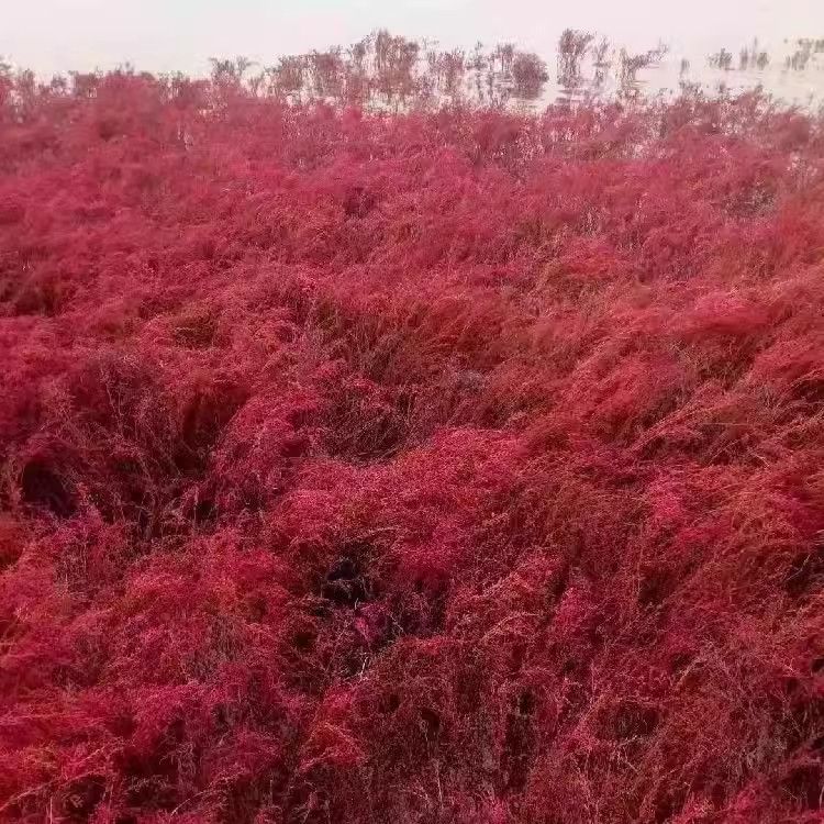 碱蓬草种子：绿色生态的播种者
