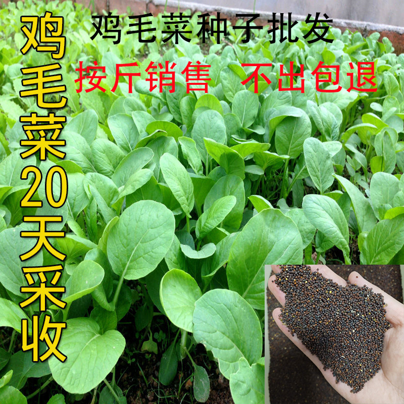 鸡毛菜种籽四季种植小白菜青菜油菜上海青20天速成盆栽蔬菜籽易活 - 图2