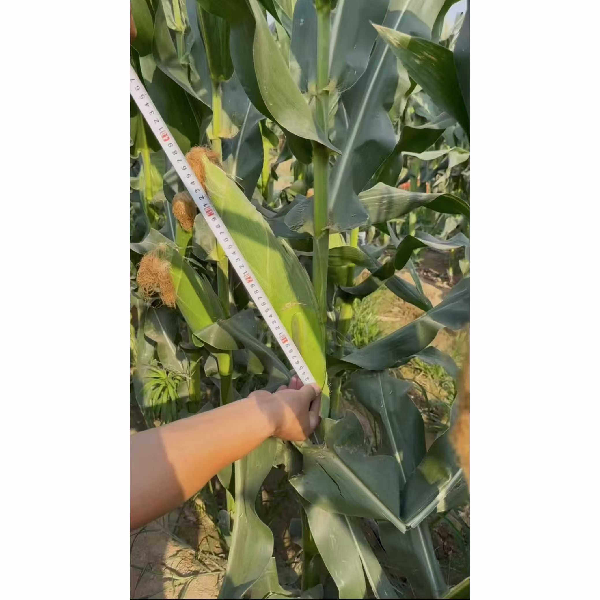 美玉甜糯玉米种子高产杂交盆栽早熟春秋生吃水果蔬菜种子种籽,淘宝优惠券,粉丝福利购,淘宝优惠卷