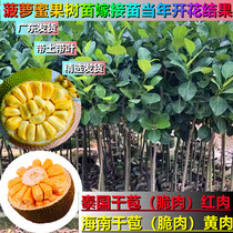 Patio Miao wood spinach Miao Miao Miao Zhengzong grafting evergreen Hainan Qianbao Crisp Meat Yellow Flesh Red Meat Polo Honey