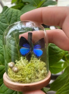 迷你玻璃罩文玩透明防尘展示盒