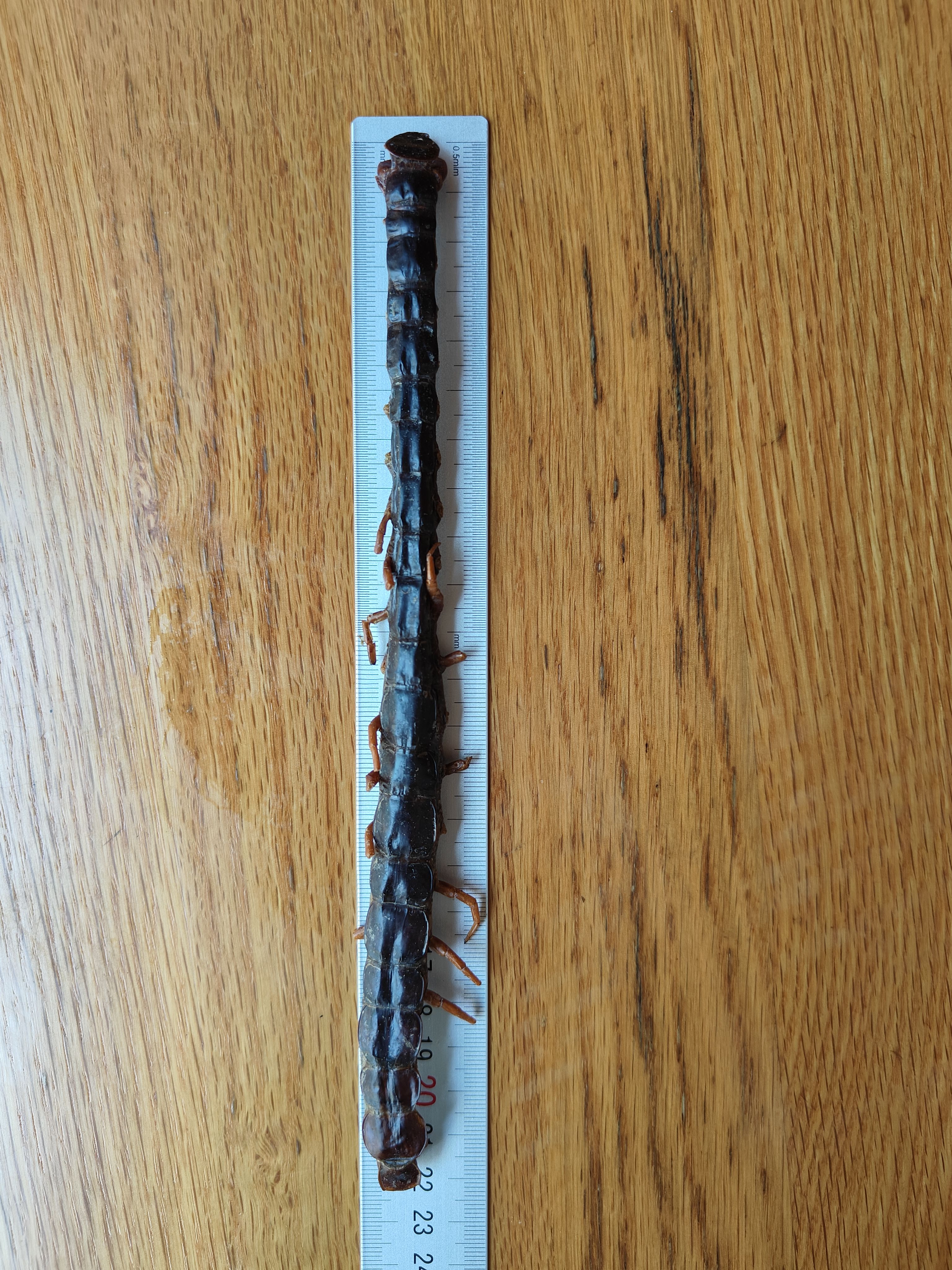 男士香囊-掌柜巨蟒祝福袋4.0版(至尊套装) - 图2