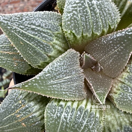 铝之星 芭提雅 玉露十二卷多肉植物绿植盆栽 一物一拍 - 图3