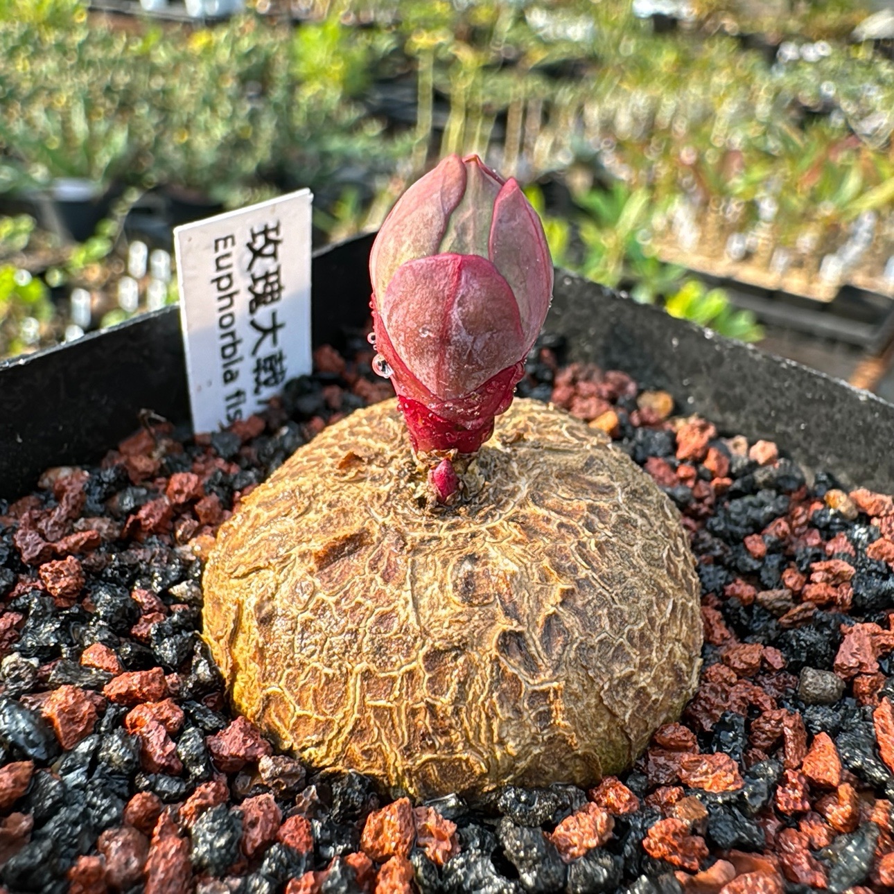 潮流块根植物 象牙宫龟甲龙厚敦菊沙漠玫瑰惠比象足漆树多肉带盆 - 图2