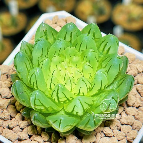 樱变女神 樱水晶变异 玉露十二卷多肉植物盆栽 一物一拍 - 图2