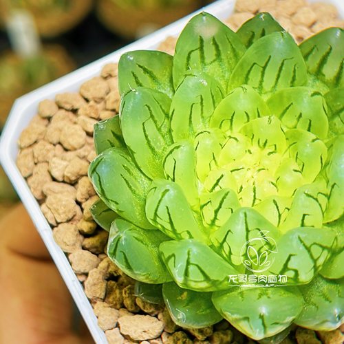 樱变女神 樱水晶变异 玉露十二卷多肉植物盆栽 一物一拍 - 图1