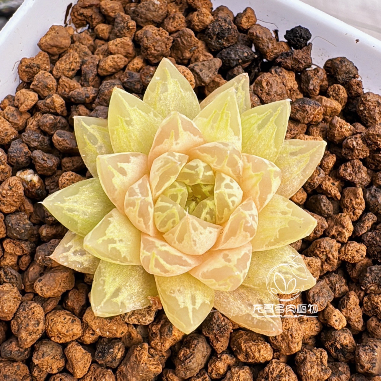 原始种草水晶樱水晶 Haworthia picturata JDV90/76 玉露十二卷 - 图0