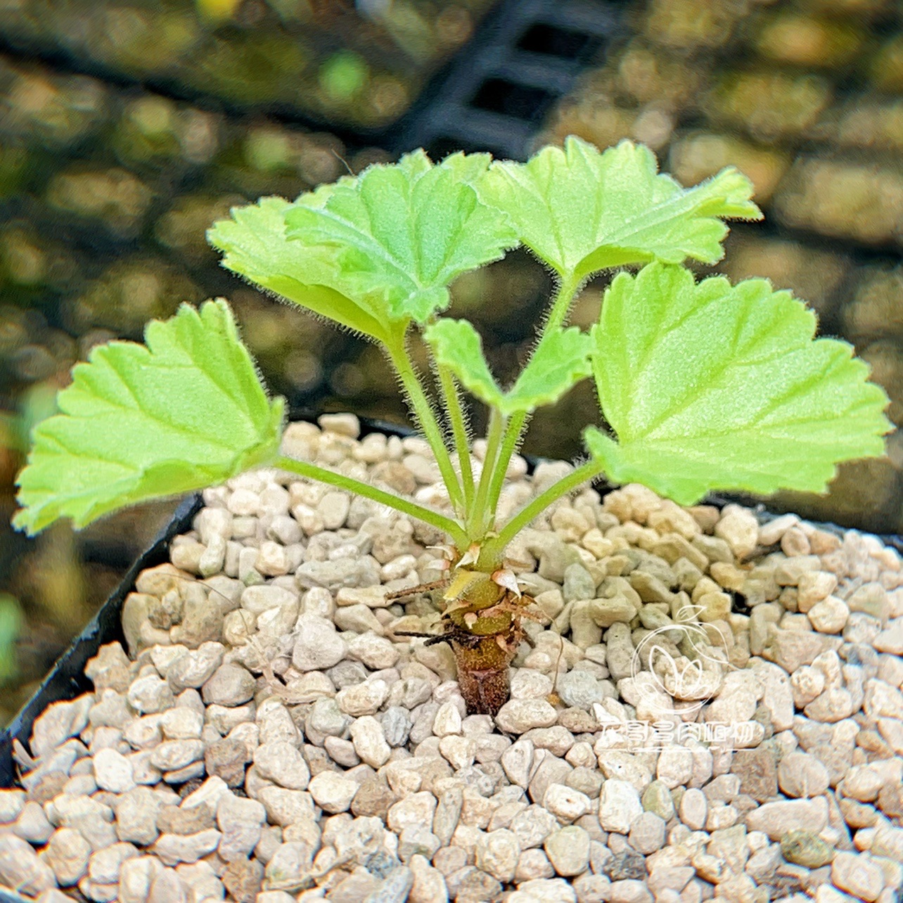 碰碰香洋葵 Pelargonium odoratissimum 多肉植物块根 一物一拍 - 图2