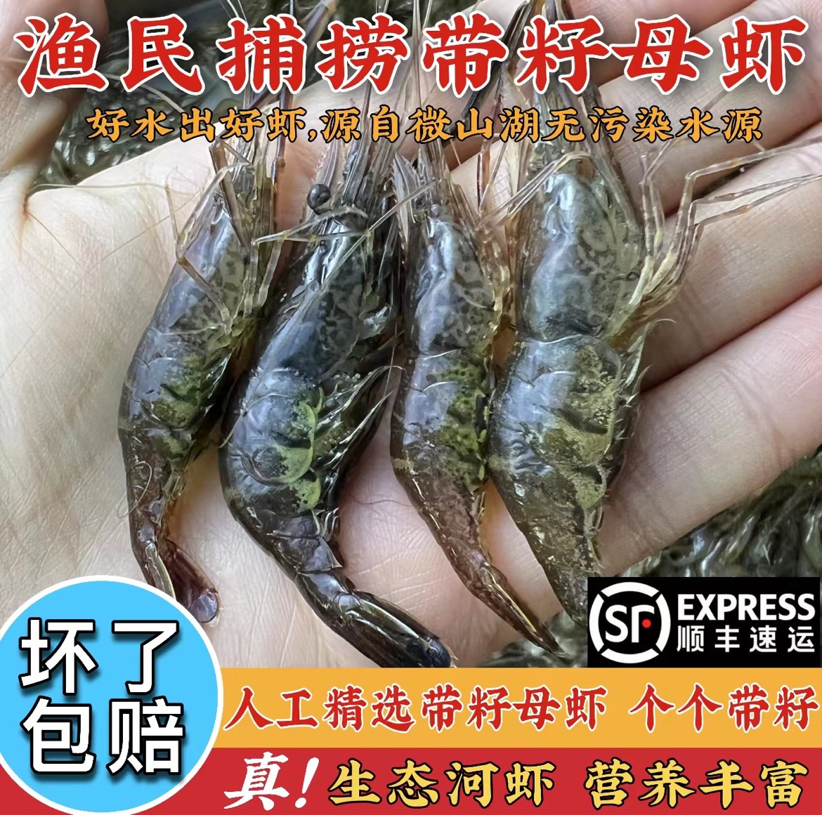 当日捕捞微山湖精选带籽母虾4/7cm河虾淡水新鲜鲜活急冻虾土虾 - 图0