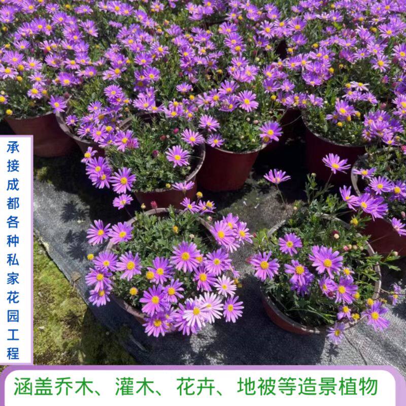 姬小菊盆栽多年生草本吸甲醛四季花卉易爆盆庭院阳台好养耐寒耐热