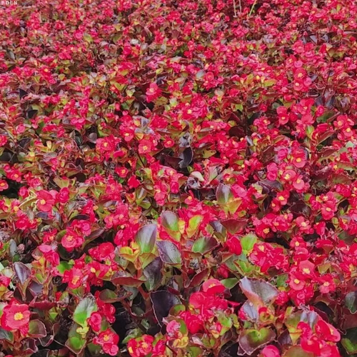 海棠玻璃翠丽格海棠花期带花发货室内庭院阳台盆栽海棠盆栽 - 图1