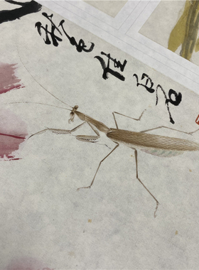 齐白石 可惜无声花卉昆虫工笔画册页十二张微喷复制学习临摹画稿