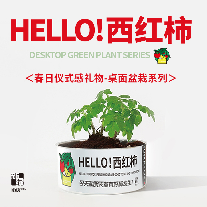 种子罐头植物好养迷你发芽桌面小盆栽绿植办公室礼物向日葵有好柿-图0