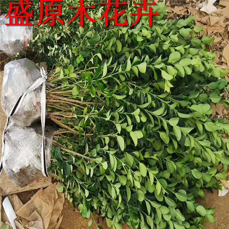 胶东卫矛苗扦插幼苗绿化小苗圃种植苗木北方绿篱工程用苗四季常青-图0