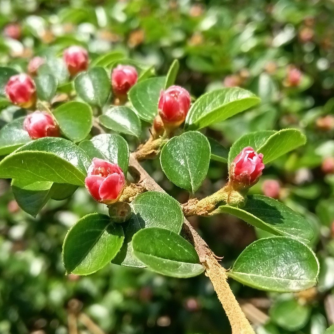 平枝荀子铺地蜈蚣小叶栒子红花旬子苗盆景匍匐灌木工程绿化苗木 - 图0