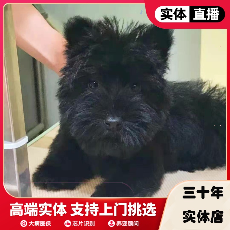 苏格兰梗中型犬幼犬活体纯种宠物狗苏梗长毛黑色马尔济斯约克夏犬-图2