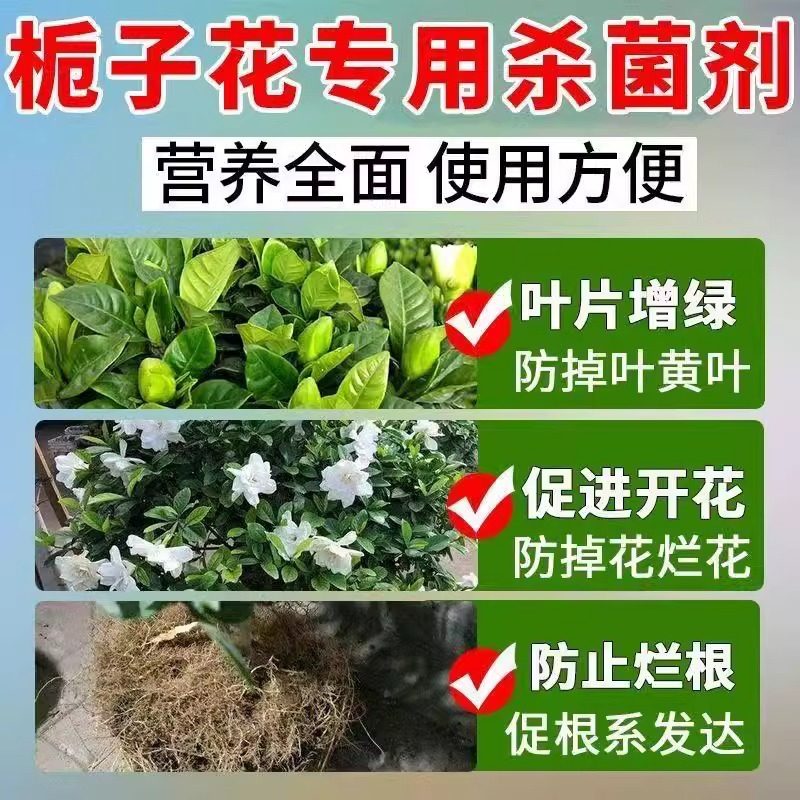 栀子花专用肥营养液枯叶病黄叶掉苞炭疽病虫害专用药栀子花促生根,淘宝优惠券,粉丝福利购,淘宝优惠卷