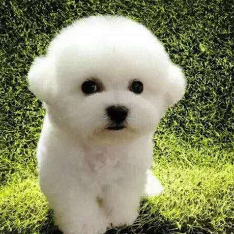 bichon mini
