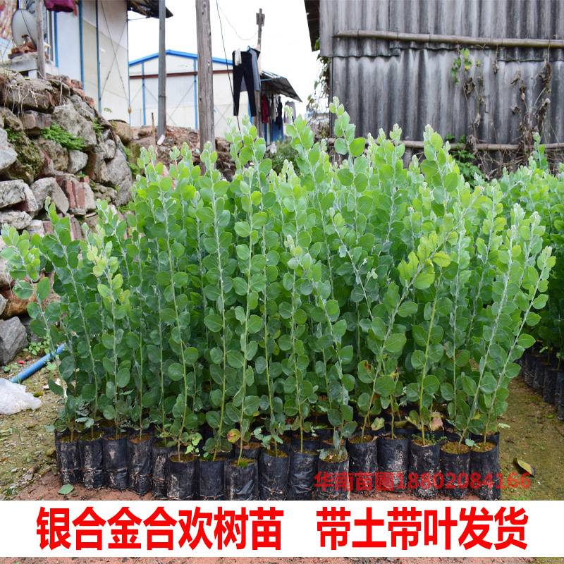 银叶金合欢树苗澳洲名贵苗木庭院绿化风景树常绿观叶盆栽花卉植物 - 图0