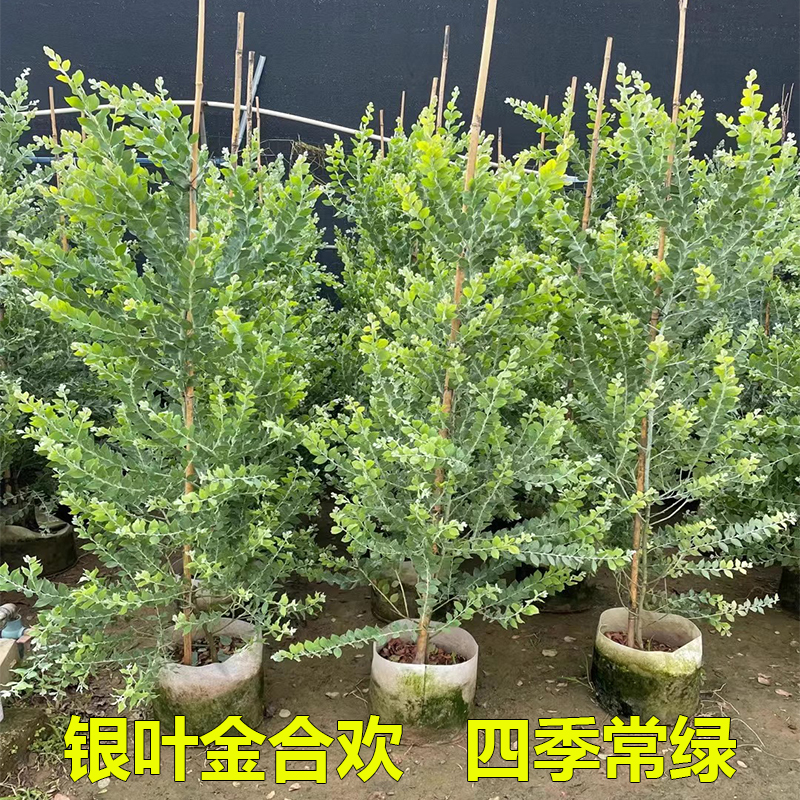 银叶金合欢树苗澳洲名贵苗木庭院绿化风景树常绿观叶盆栽花卉植物 - 图2