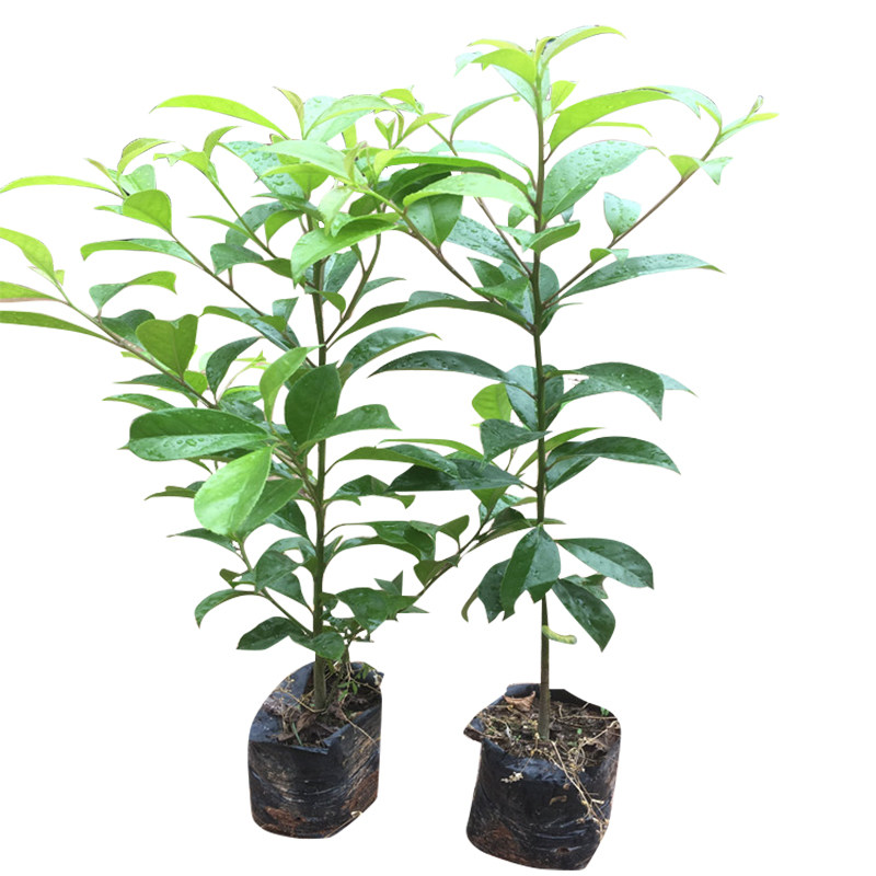 铁冬青树苗红果白银木万紫千红树苗盆栽常绿行道庭院绿化观赏树,淘宝优惠券,粉丝福利购,淘宝优惠卷