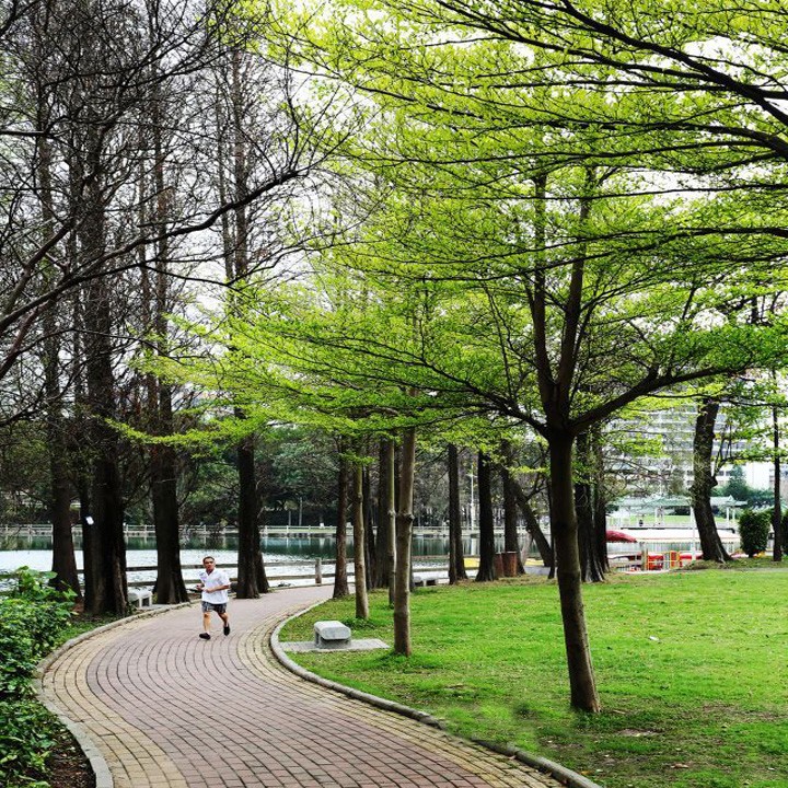 小叶榄仁树苗细叶榄仁绿化风景树雨伞树锦叶榄仁苗四季常绿植物,淘宝优惠券,粉丝福利购,淘宝优惠卷