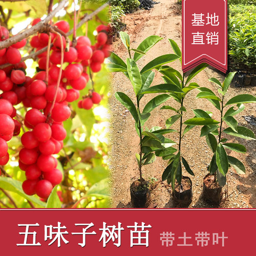 五月茶树苗酸味树五味叶五味子树苗果苗名贵药用植物庭院绿化苗木 - 图0