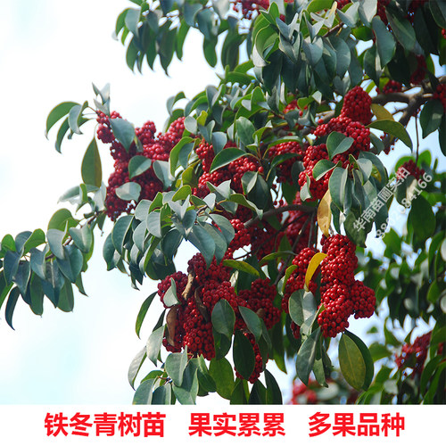 铁冬青树苗红果白银木万紫千红树苗盆栽常绿行道庭院绿化观赏树 - 图1