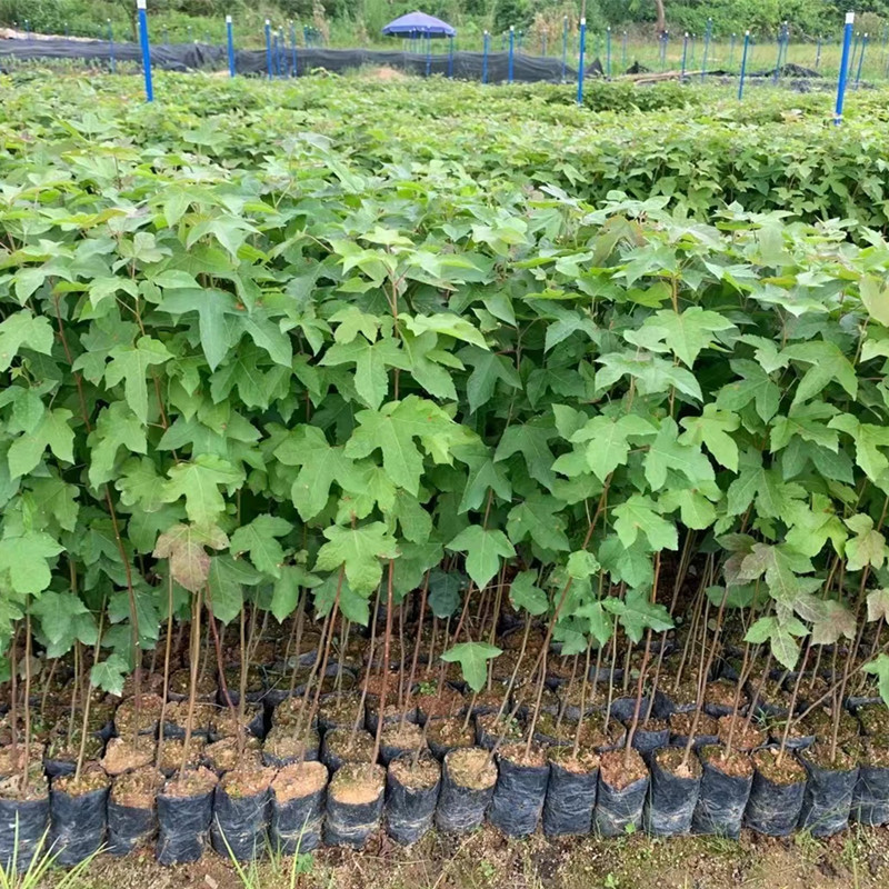 枫香树苗三角枫树苗广西枫香叶黑色植物染料山枫香中药材造林复绿 - 图1