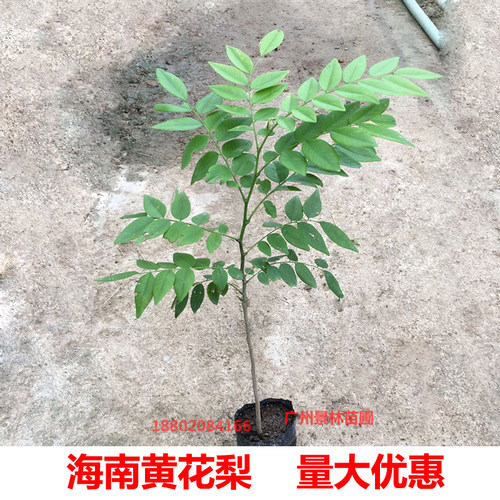 海南黄花梨树苗名贵苗木黄花梨木苗庭院常绿降香黄檀正宗珍贵植物 - 图1