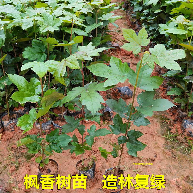 枫香树苗三角枫树苗广西枫香叶黑色植物染料山枫香中药材造林复绿 - 图2